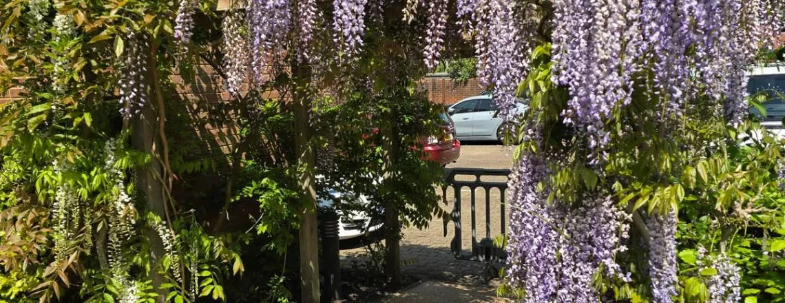Resin bound garden path with planting