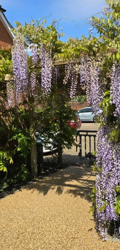 Resin bound garden path with planting