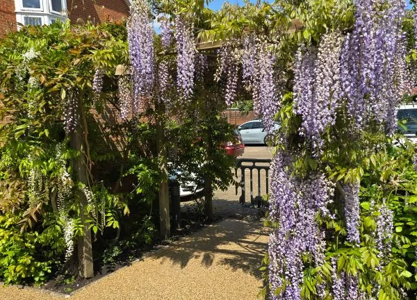 Resin bound garden path with planting